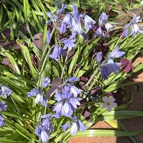 Photo of the plant species Spanish Bluebell by @RelaxedCorn72 named Dolores on Greg, the plant care app