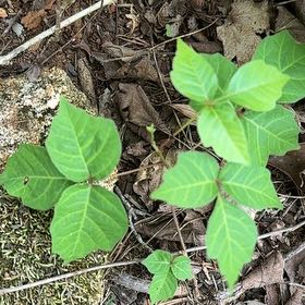 Photo of the plant species Poison Ivy by @RelaxedCorn72 named Kardashian on Greg, the plant care app
