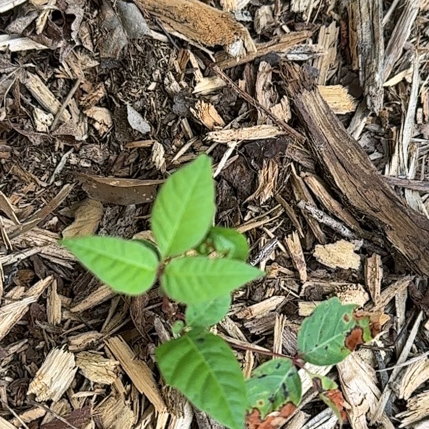 Photo of the plant species Poison Ivy by @RelaxedCorn72 named Treeyoncé on Greg, the plant care app