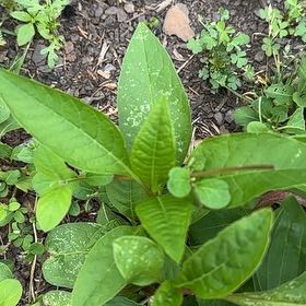 Photo of the plant species American Pokeweed by @RelaxedCorn72 named Keanu Leaves on Greg, the plant care app