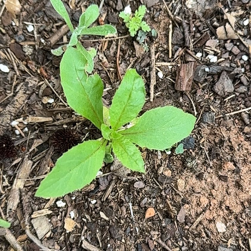 Photo of the plant species Wormseed by @RelaxedCorn72 named Sherlock on Greg, the plant care app