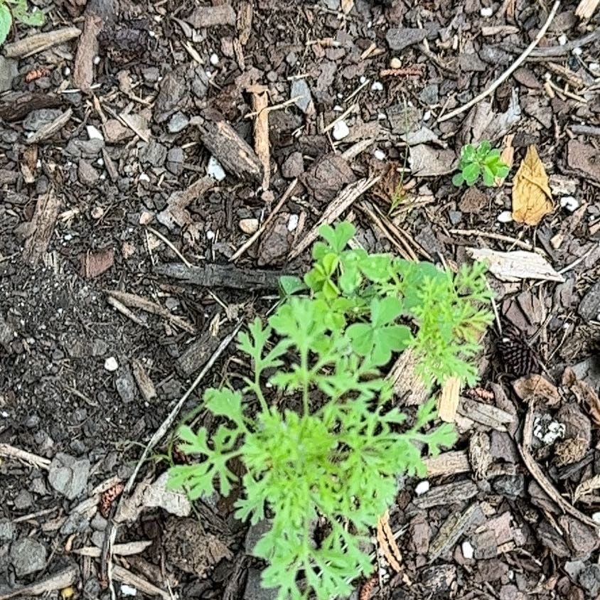 Photo of the plant species Field Burrweed by @RelaxedCorn72 named Sage on Greg, the plant care app