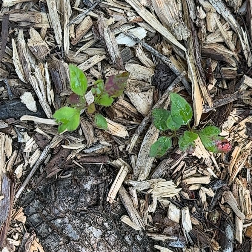 Photo of the plant species Oriental False Hawksbeard by @RelaxedCorn72 named Bieber on Greg, the plant care app