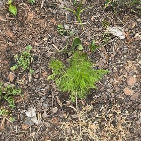 Photo of the plant species Dog Fennel by @RelaxedCorn72 named Elina on Greg, the plant care app