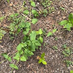 Photo of the plant species Black Swallow-Wort by @RelaxedCorn72 named Bodhi on Greg, the plant care app