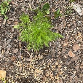 Photo of the plant species Dog Fennel by @RelaxedCorn72 named Ulysses S Plant on Greg, the plant care app