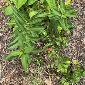Photo of the plant species Common Soapwort by @RelaxedCorn72 named Stella on Greg, the plant care app