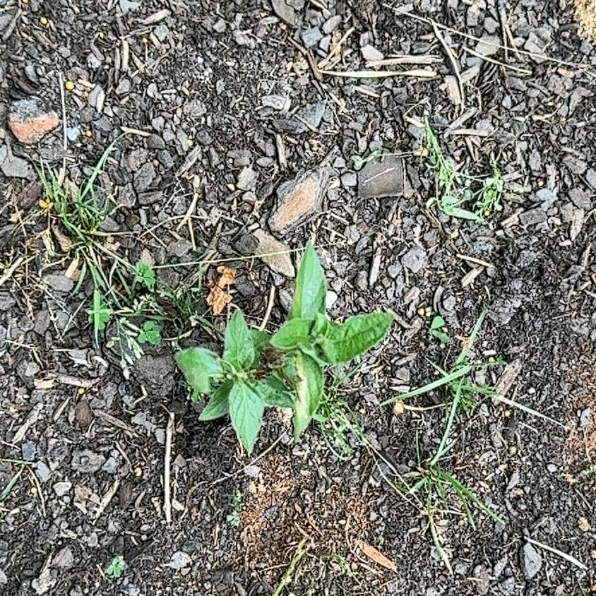 Photo of the plant species Straggler Daisy by @RelaxedCorn72 named Leaf Erickson on Greg, the plant care app
