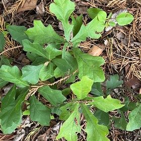 Photo of the plant species Water Oak by @RelaxedCorn72 named Michelle Branch on Greg, the plant care app