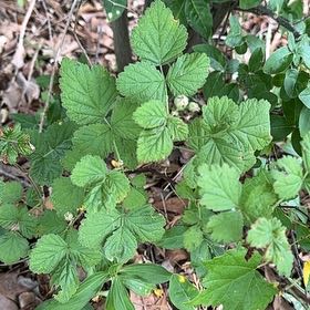 Photo of the plant species California Blackberry by @RelaxedCorn72 named Pax on Greg, the plant care app