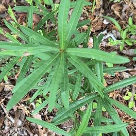 Photo of the plant species Willow Oak by @RelaxedCorn72 named Navajo on Greg, the plant care app