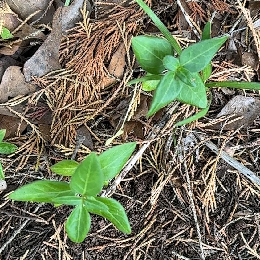 Photo of the plant species Fringed Willowherb by @RelaxedCorn72 named Shakira on Greg, the plant care app