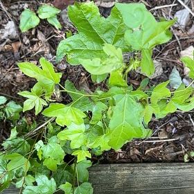 Photo of the plant species American Sweetgum by @RelaxedCorn72 named Planty on Greg, the plant care app