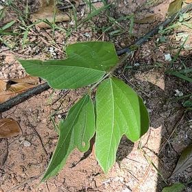 Photo of the plant species Japanese Arrowroot by @RelaxedCorn72 named Walt on Greg, the plant care app