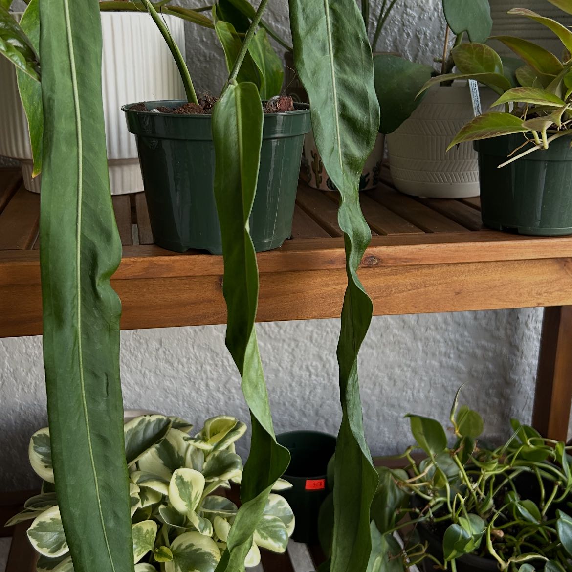 Photo of the plant species Pallidiforum 'Guayusa' by @FamousCacto51 named Orwell on Greg, the plant care app