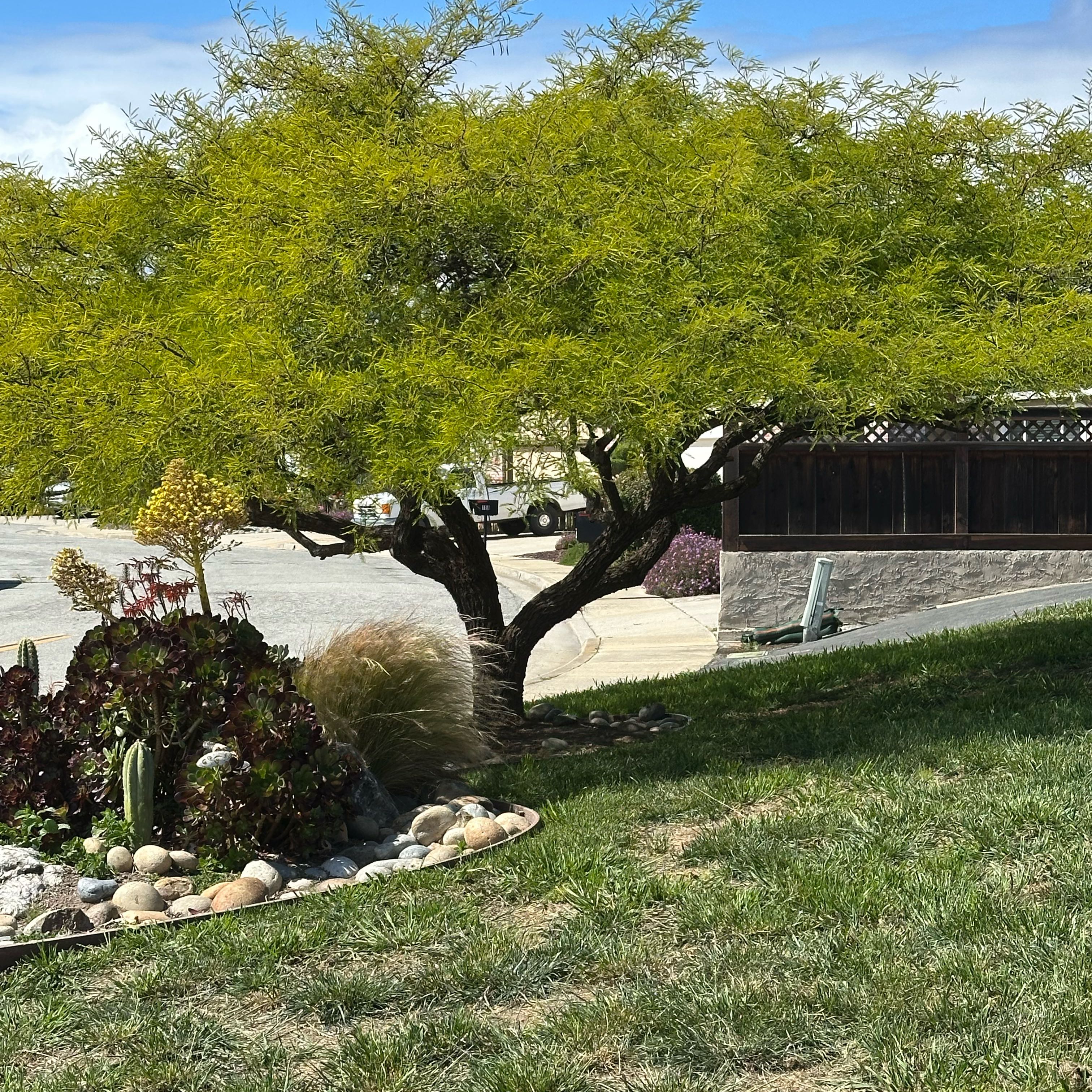 Photo of the plant species Western Honey Mesquite by @KookyDutchiris named Forrest on Greg, the plant care app