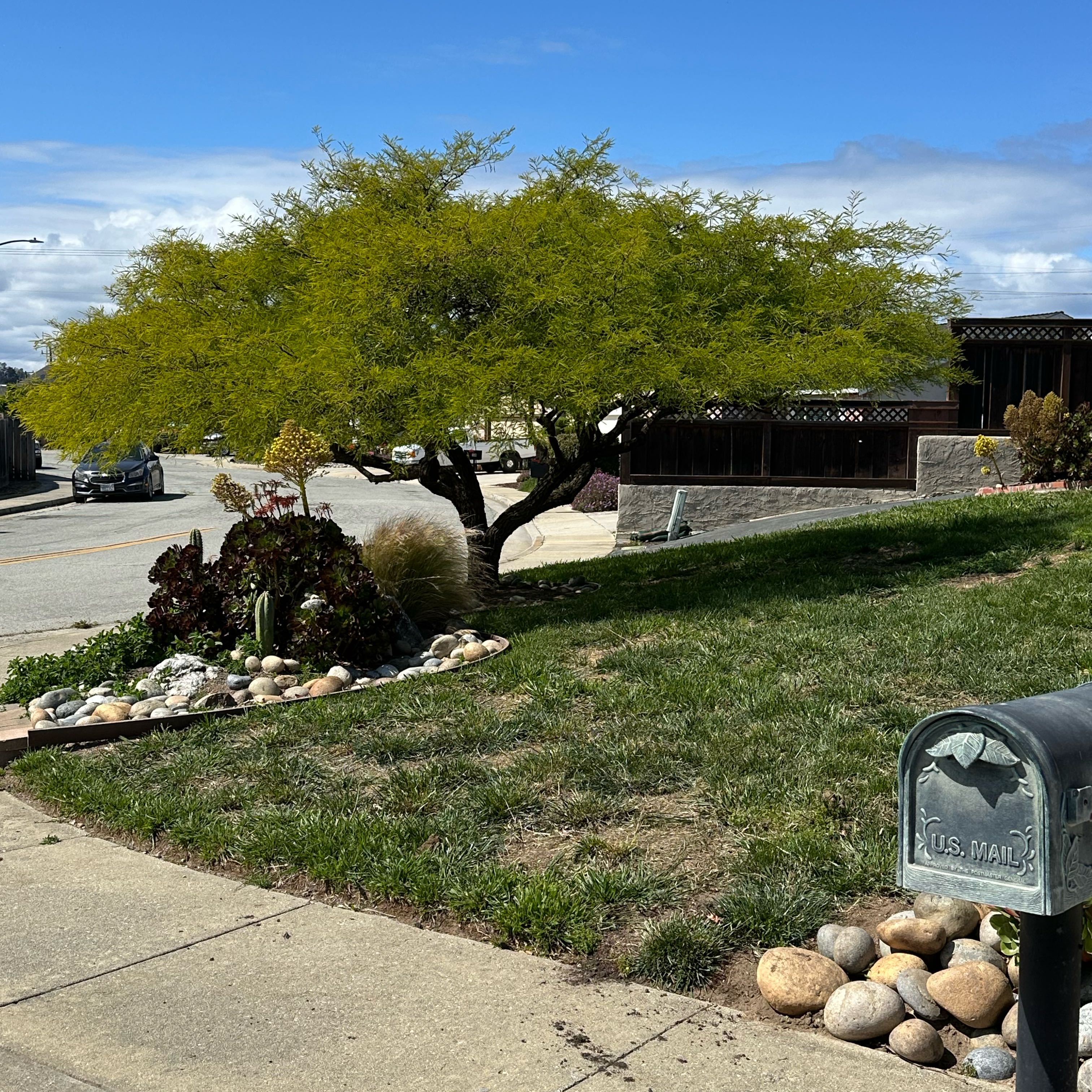Photo of the plant species Western Honey Mesquite by @KookyDutchiris named Kylie on Greg, the plant care app