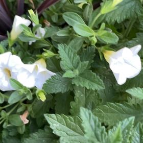 Photo of the plant species White Buttercup by @EspecialPhlox74 named Taylor Swift on Greg, the plant care app