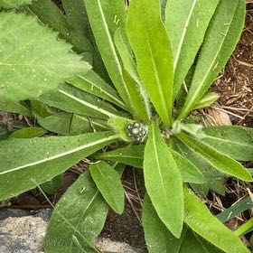 Photo of the plant species Orange Hawkweed by @RadBluebean94 named Bruce Lee on Greg, the plant care app