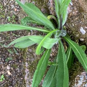 Photo of the plant species Orange Hawkweed by @RadBluebean94 named Scarlett on Greg, the plant care app