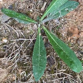 Photo of the plant species Bristly Oxtongue by @RadBluebean94 named Keanu Leaves on Greg, the plant care app