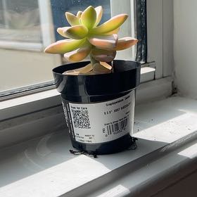 Photo of the plant species Graptopetalum Jester by @BigCorrea66 named Apollo on Greg, the plant care app