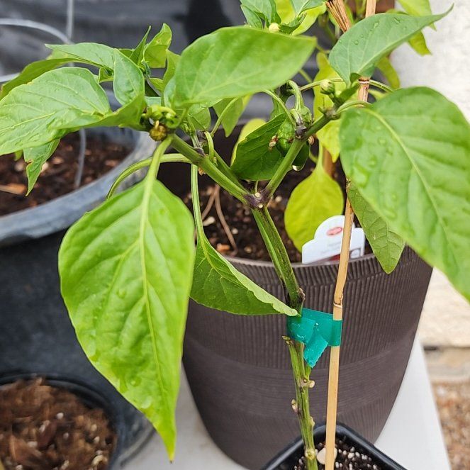 Photo of the plant species Lunchbox Yellow Pepper by @brian702 named Spike Leaves on Greg, the plant care app