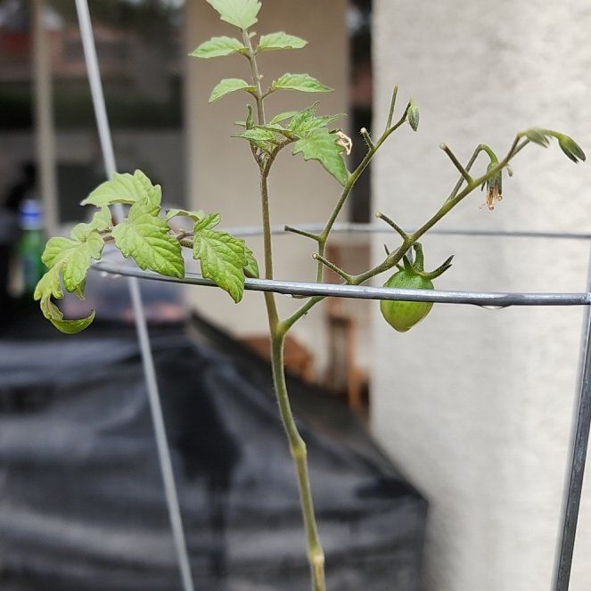 Photo of the plant species Tomato 'Rapunzel' by @brian702 named Gomez on Greg, the plant care app