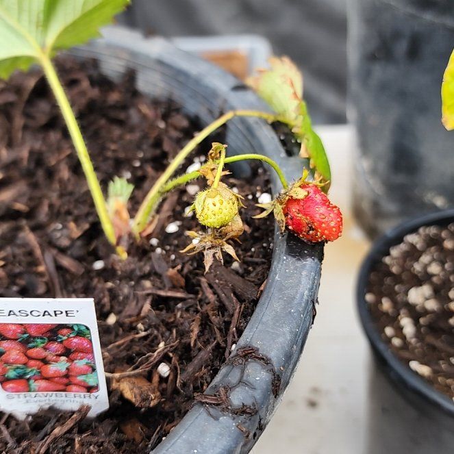 Photo of the plant species Seascape Strawberry by @brian702 named Wall-E on Greg, the plant care app