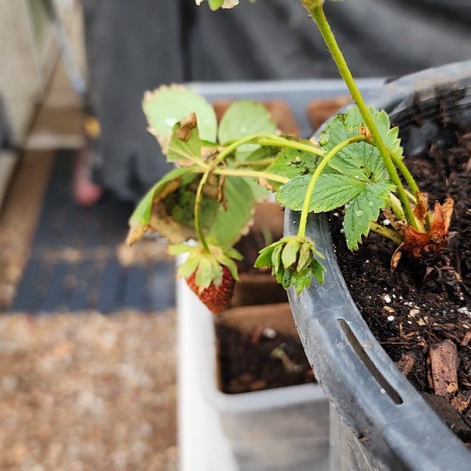 Photo of the plant species Eversweet Strawberry by @brian702 named Austen on Greg, the plant care app