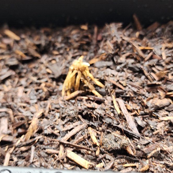Photo of the plant species Asparagus 'Jersey Giant' by @brian702 named Michelle Branch on Greg, the plant care app