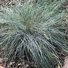 Photo of the plant species Texas Sacahuista by @NurseGladiolus named Naomi on Greg, the plant care app