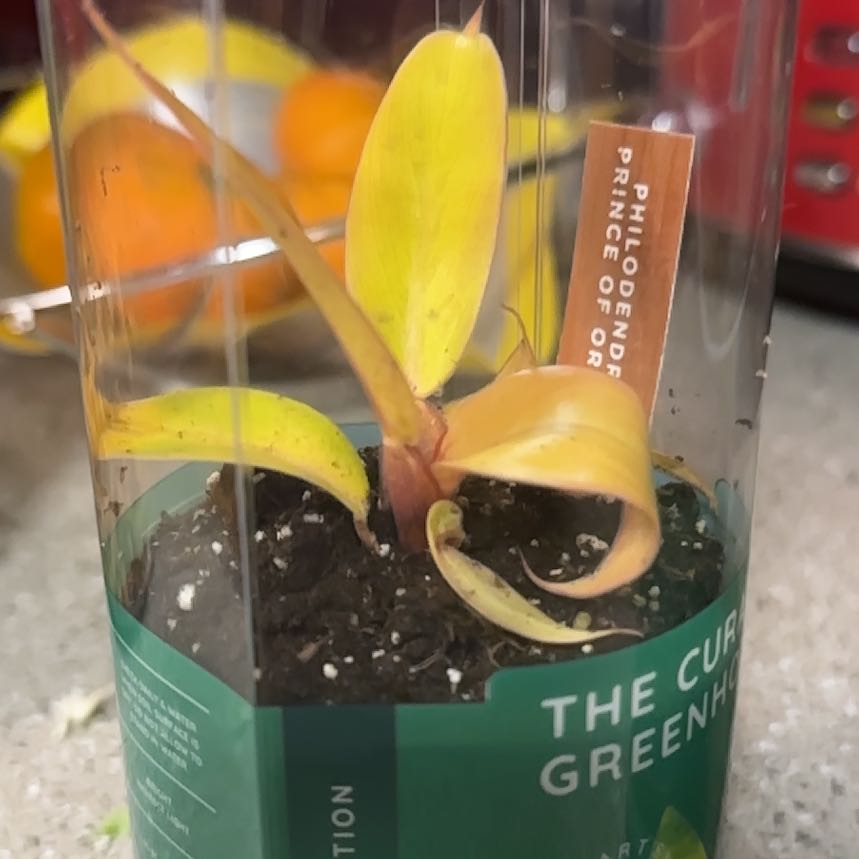 ChloroPhil