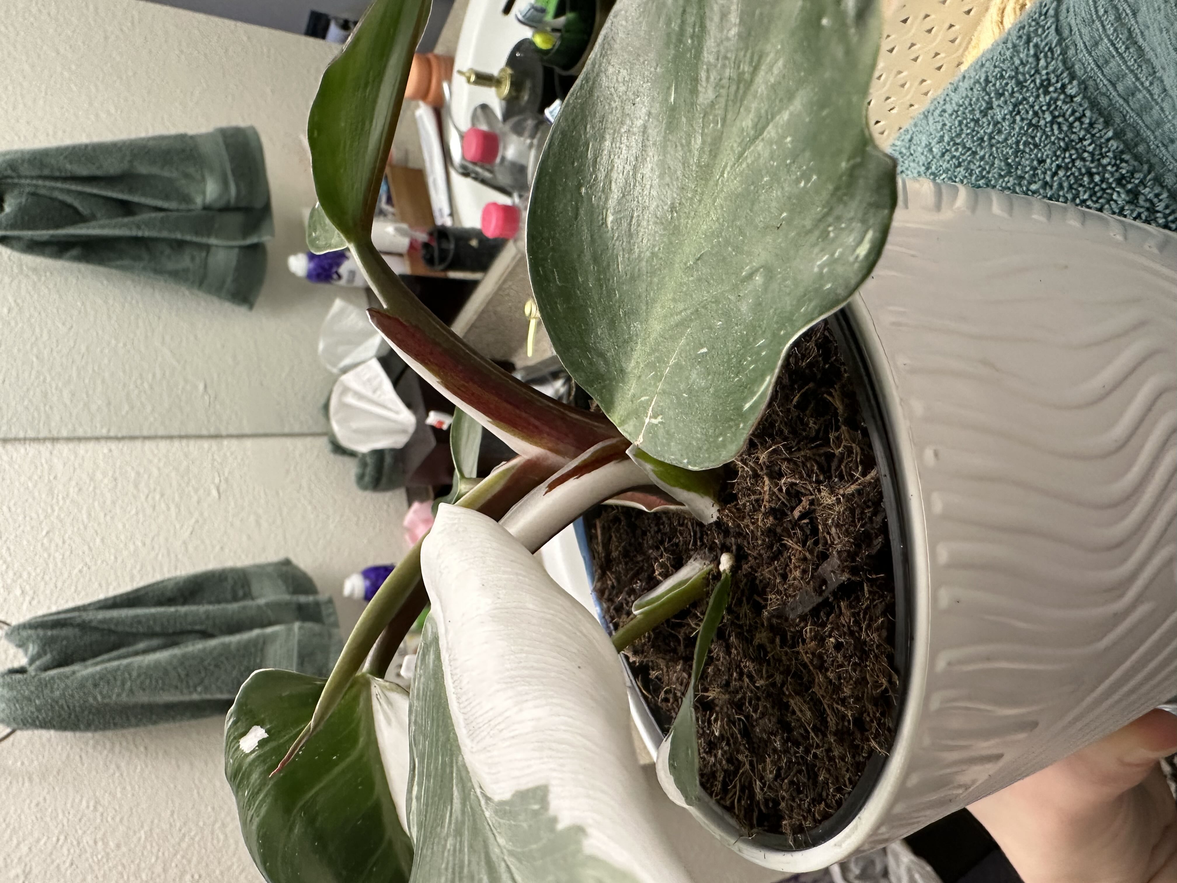 Photo from the post
