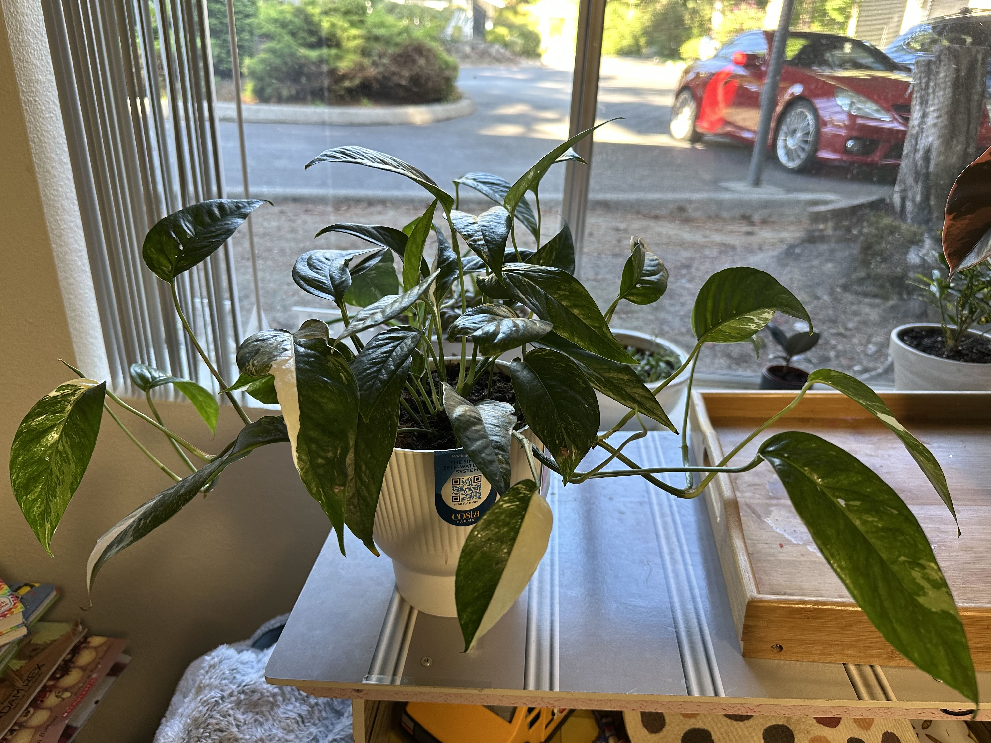 Photo from the post
