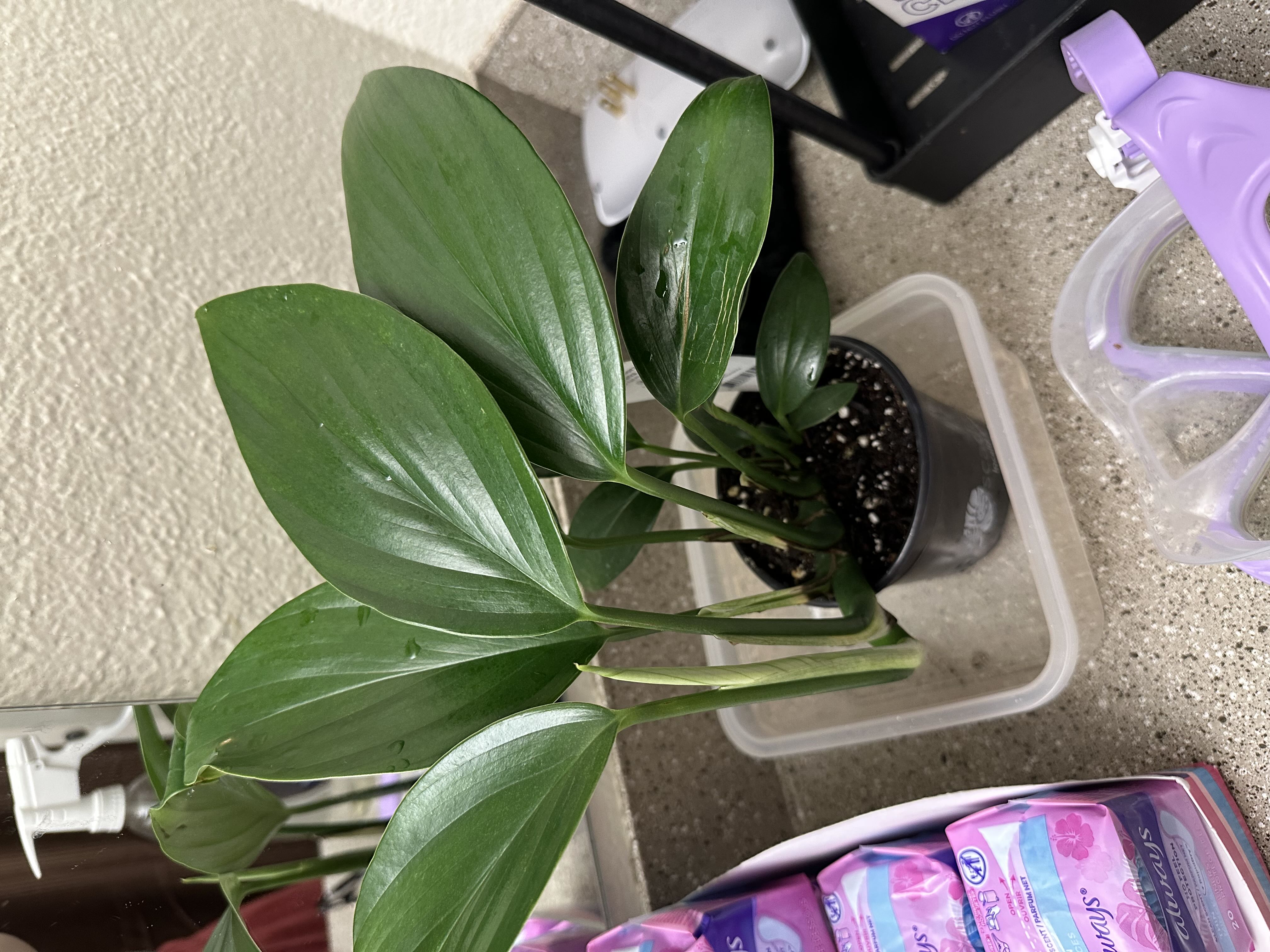 Photo from the post