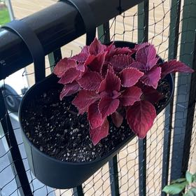 Photo of the plant species Coleus 'Ruby Slipper' by @SaintlyClusia14 named Sol on Greg, the plant care app