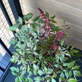 Photo of the plant species Astible by @SaintlyClusia14 named Scarlett on Greg, the plant care app