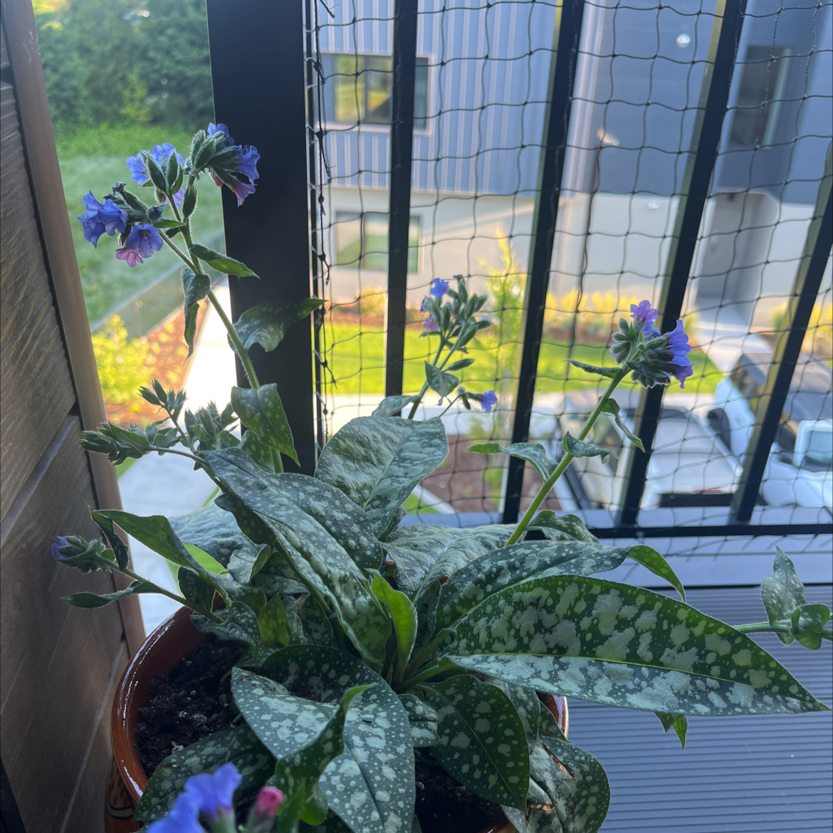 Photo of the plant species Pulmonaria 'Trevi Fountain' by @SaintlyClusia14 named Rainier on Greg, the plant care app