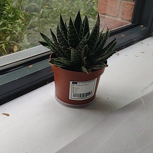 Photo of the plant species Gasteraloe 'Apollo' by @TutorDill30 named Michelle Branch on Greg, the plant care app