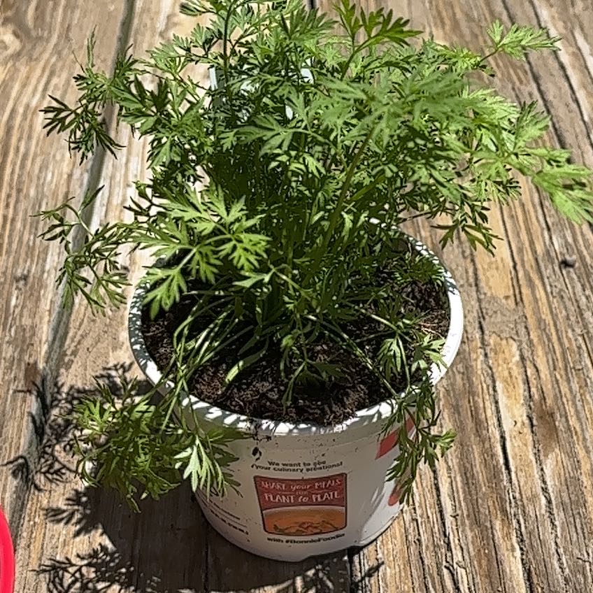 Photo of the plant species Baby Carrot by @DivinePlain16 named Prince on Greg, the plant care app