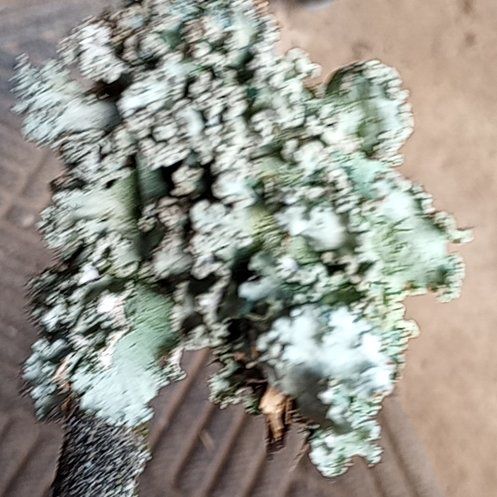Photo of the plant species Oldwoman by @SpotonPhlox named Messi on Greg, the plant care app