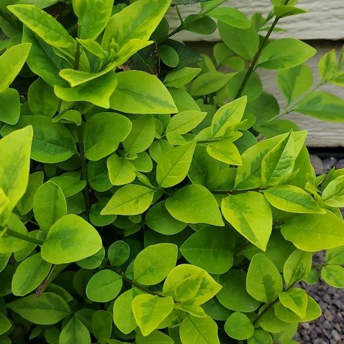 Photo of the plant species Golden vicary privet by @ReveredSeamango named James Dean on Greg, the plant care app
