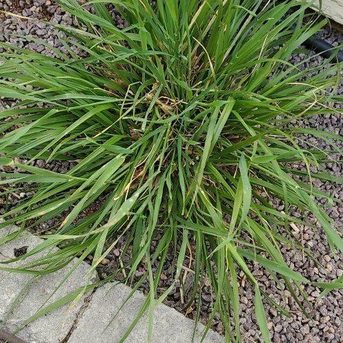 Photo of the plant species Pennisetum 'Hush Puppy' by @ReveredSeamango named Kardashian on Greg, the plant care app