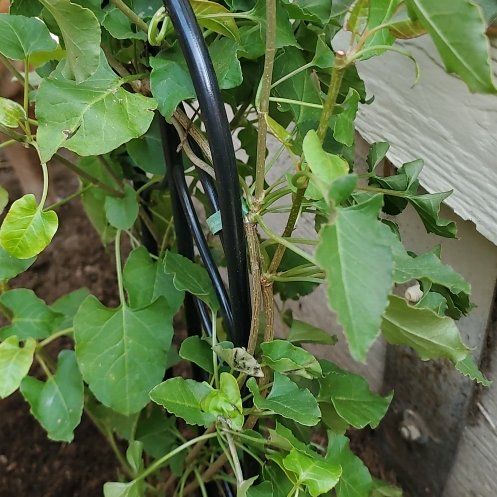 Photo of the plant species Silver Lace Vine by @ReveredSeamango named Miley on Greg, the plant care app