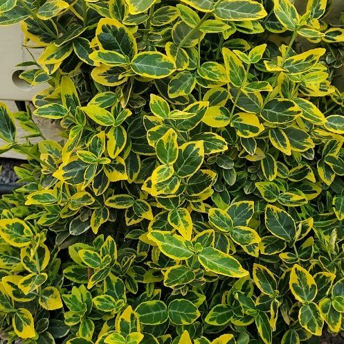 Photo of the plant species Emerald 'N Gold Wintercreeper by @ReveredSeamango named Emerson on Greg, the plant care app