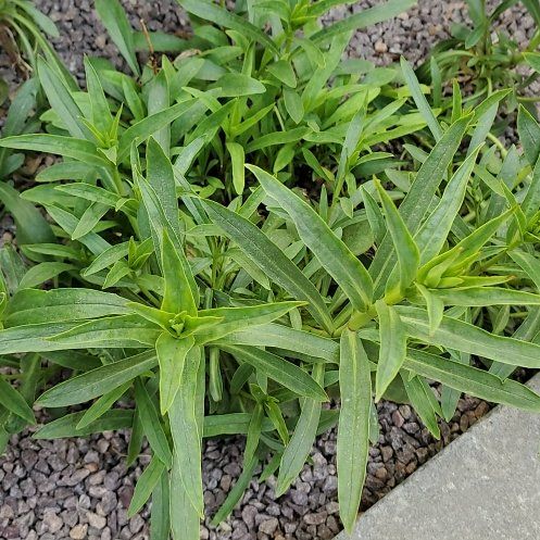 Photo of the plant species Beardlip Penstemon by @ReveredSeamango named Beckham on Greg, the plant care app