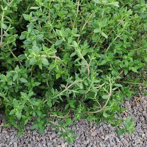 Photo of the plant species French Thyme by @ReveredSeamango named Lola on Greg, the plant care app
