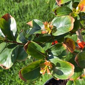 Photo of the plant species Cape Myrtle by @WhizSweetleaf67 named Twilight Purple on Greg, the plant care app