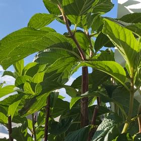 Photo of the plant species Panicle Hydrangea by @WhizSweetleaf67 named Vanilla Strawberry Hydrangea on Greg, the plant care app